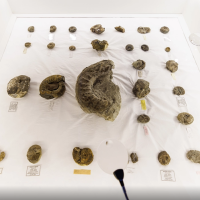 Confinement – Mystery After Dark: Fossils & Secrets