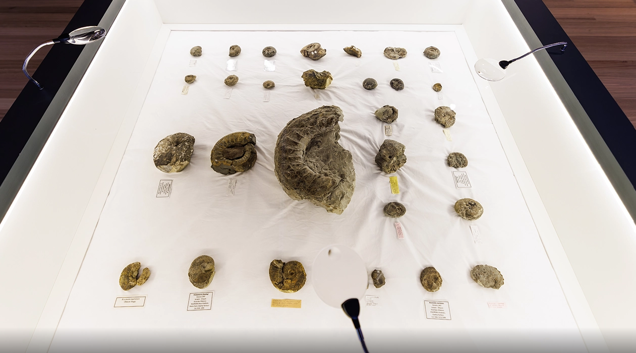 Confinement – Mystery After Dark: Fossils & Secrets